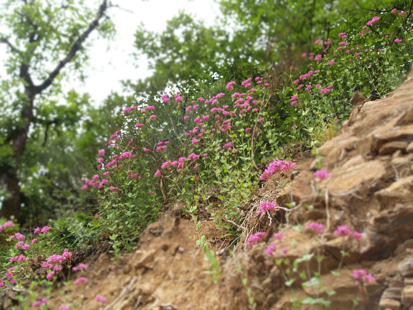 Catchfly, Sweet-William plant